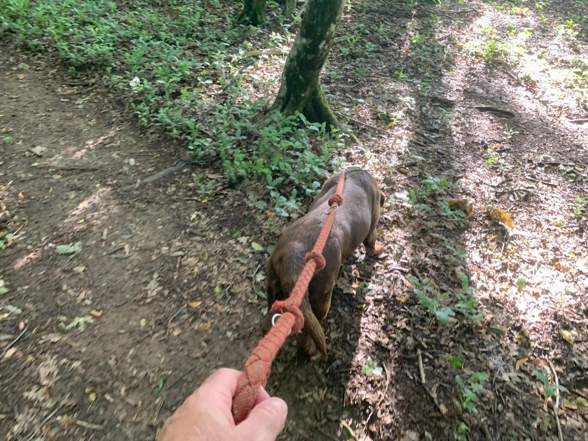 Hold on for dear life as the dog searches for hidden truffles..