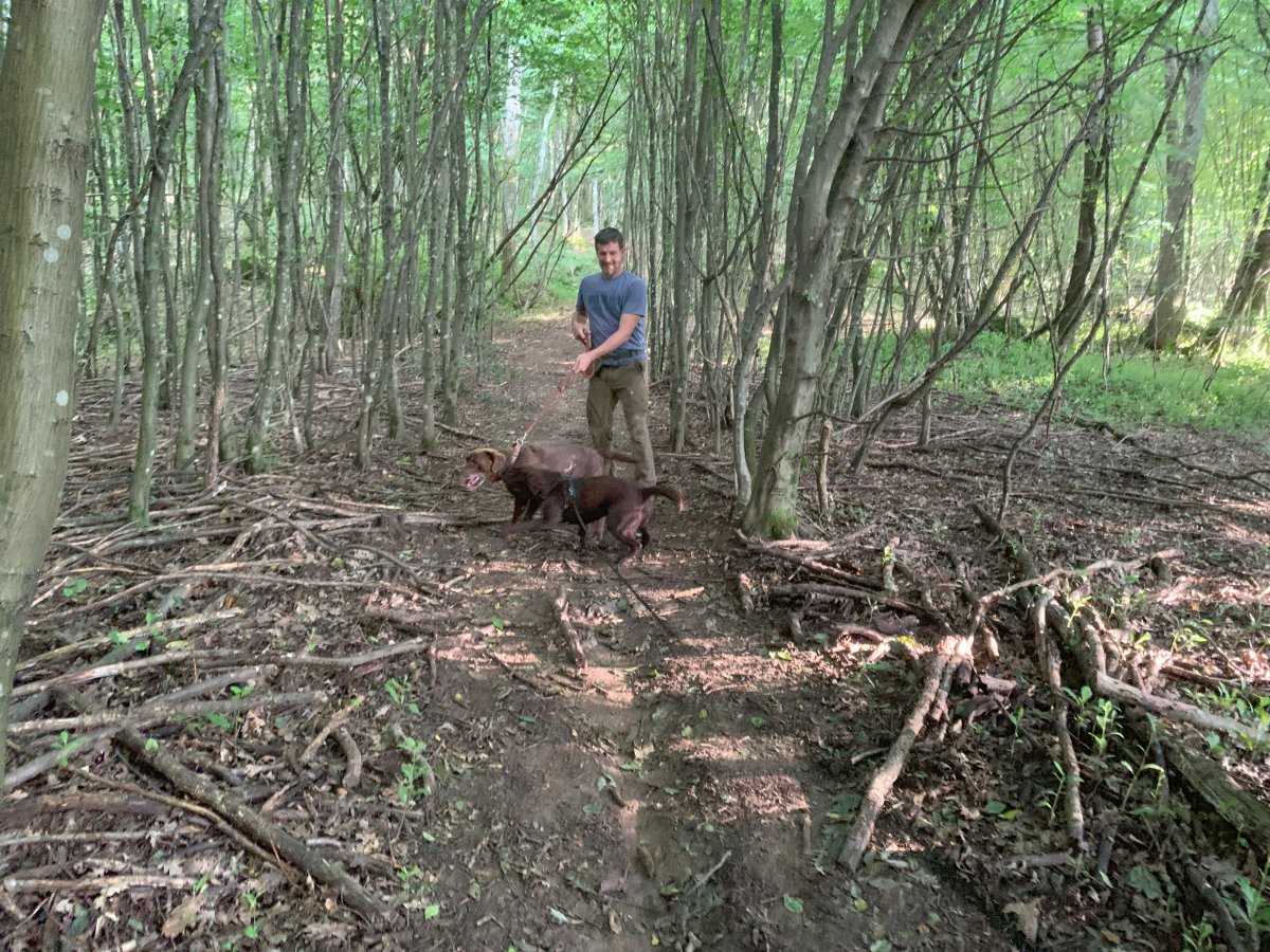 Walking the dogs or being walked by the dogs in the forest..