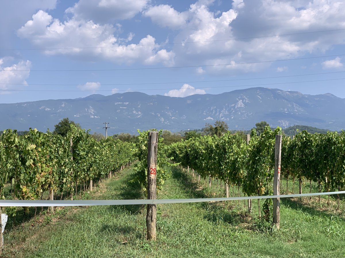 The Vipava Valley is lined with vine filled slopes and hills on both sides.. The Vipava Valley is lined with vine filled slopes and hills on both sides..