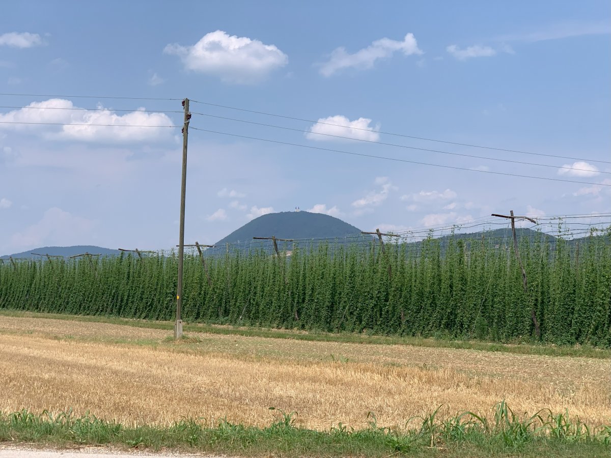 Typical central Slovenian Celje vista, with flat expanses growing hops for beer and beautiful green surrounding hills.. Typical central Slovenian Celje vista, with flat expanses growing hops for beer and beautiful green surrounding hills..