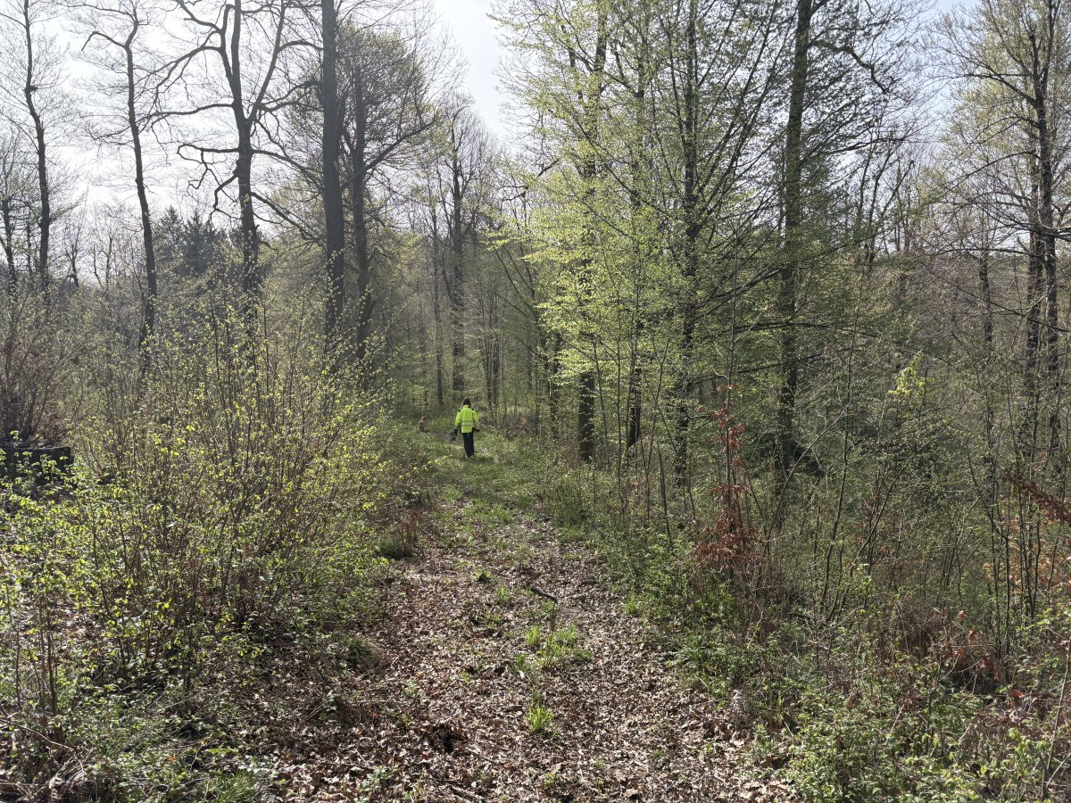 There are more tracks than you can shake a stick at in the Slovenian forest..