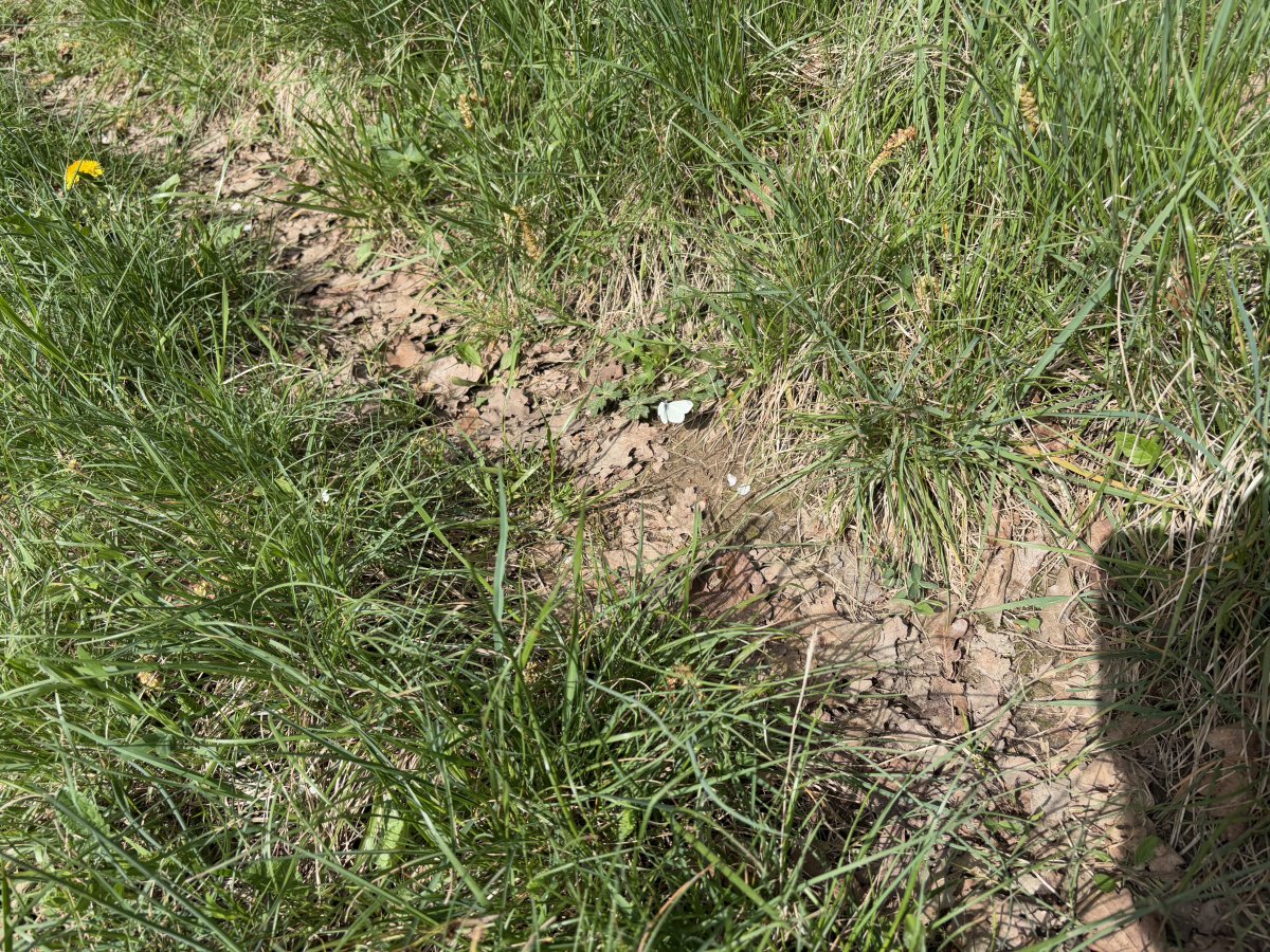 We saw at least 5 types of butterflies, but this was the only one that stopped whizzing around for us to take a photo!