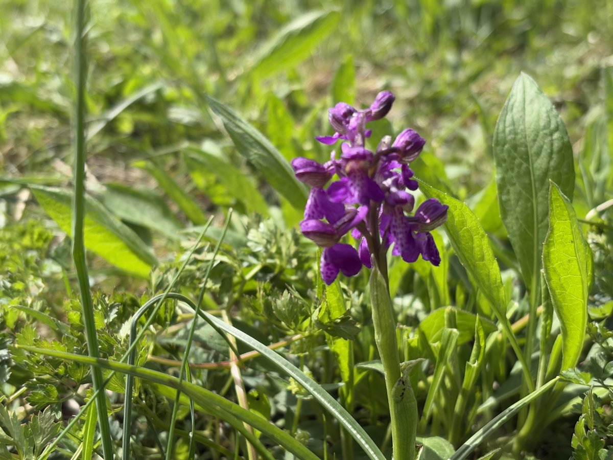 the very first Orchids were shooting up, by May there will be lots of them..