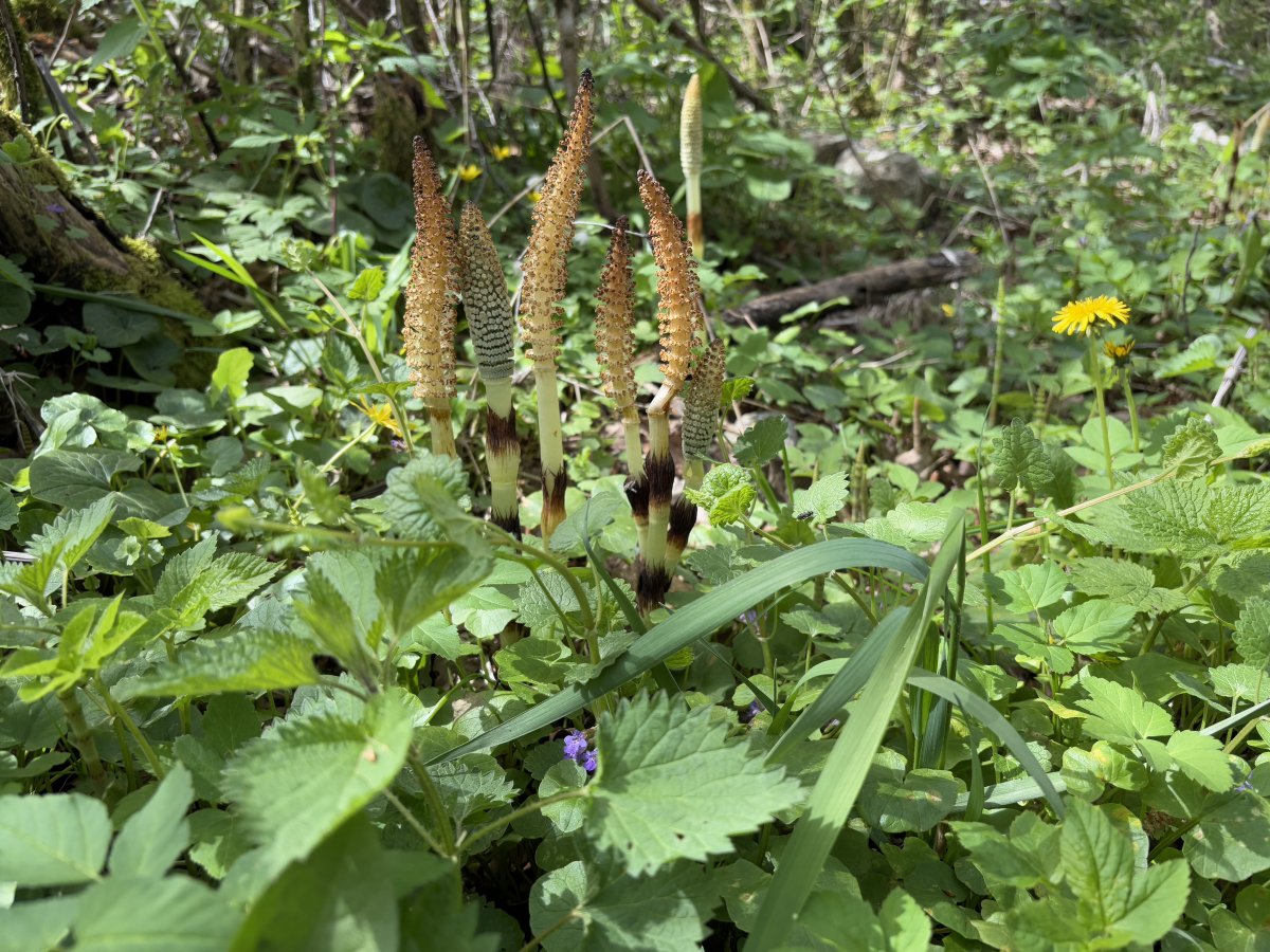 These are called Horse tails, but look more like tiger tails shooting up..