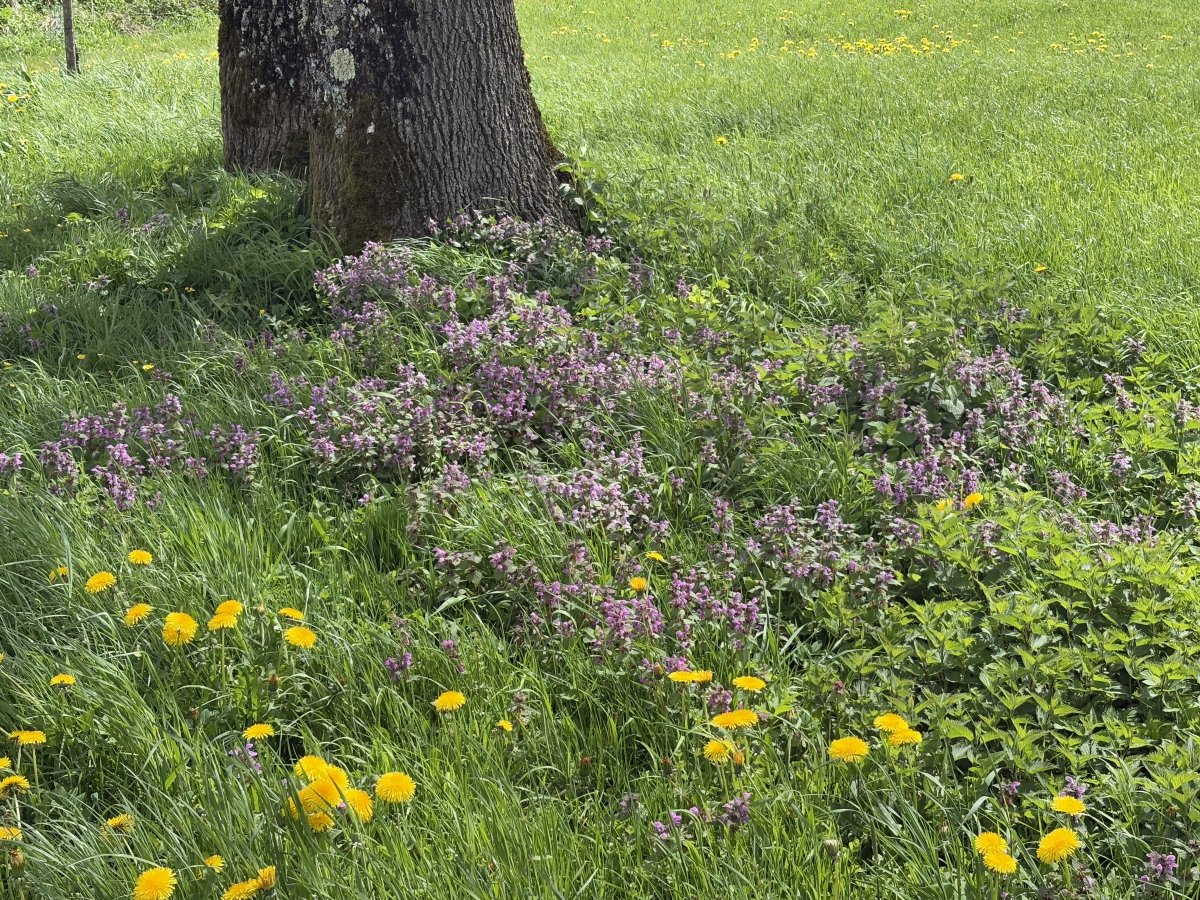 Two simple flowers, but an explosion of spring colour..