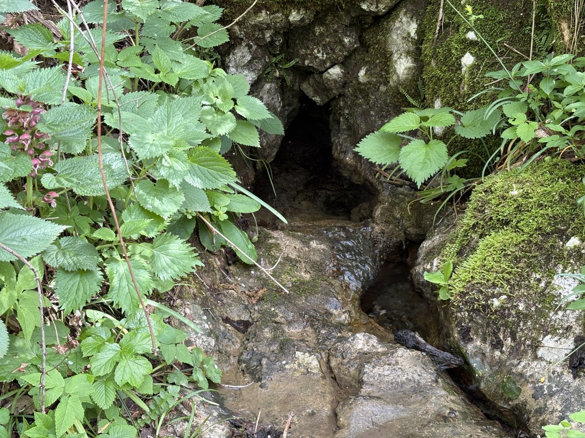 A small Karst limestone cave with a little stream flowing out..