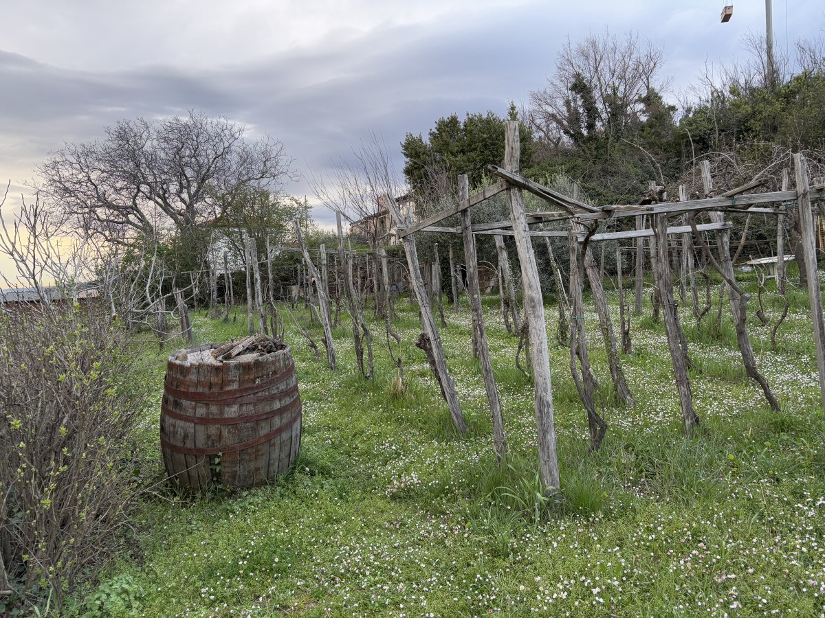 Amazingly, Katrin works the entire vineyard alone and with no machines.. Amazingly, Katrin works the entire vineyard alone and with no machines..