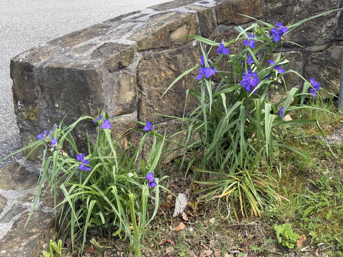 Brda.. the flowers also pop up sooner in this Mediterrnean corner of Green Slovenia.. Brda.. the flowers also pop up sooner in this Mediterrnean corner of Green Slovenia..