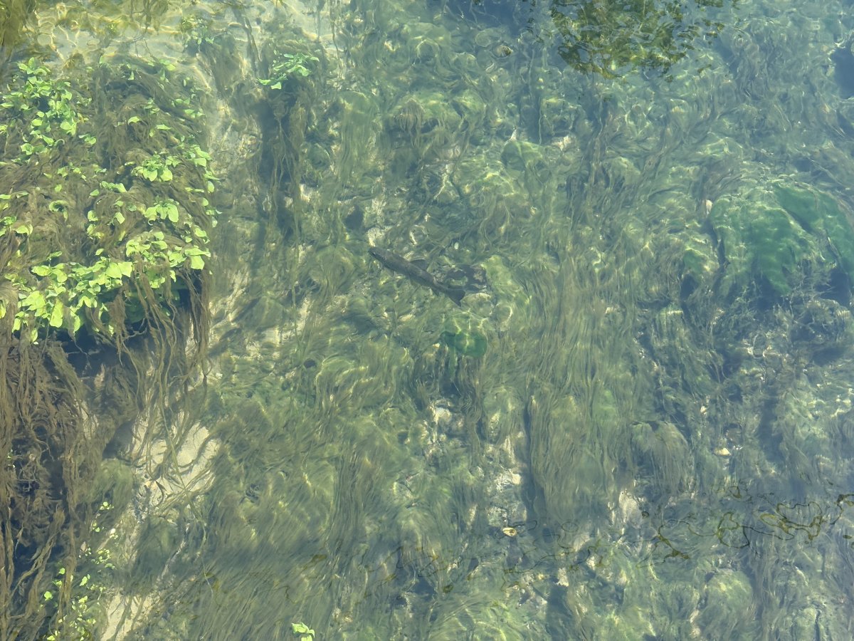 Vipava.. Can you see the trout in this photo.. This fella has swum up current almost to the top of one of the 7 sources.. Vipava.. Can you see the trout in this photo.. This fella has swum up current almost to the top of one of the 7 sources..
