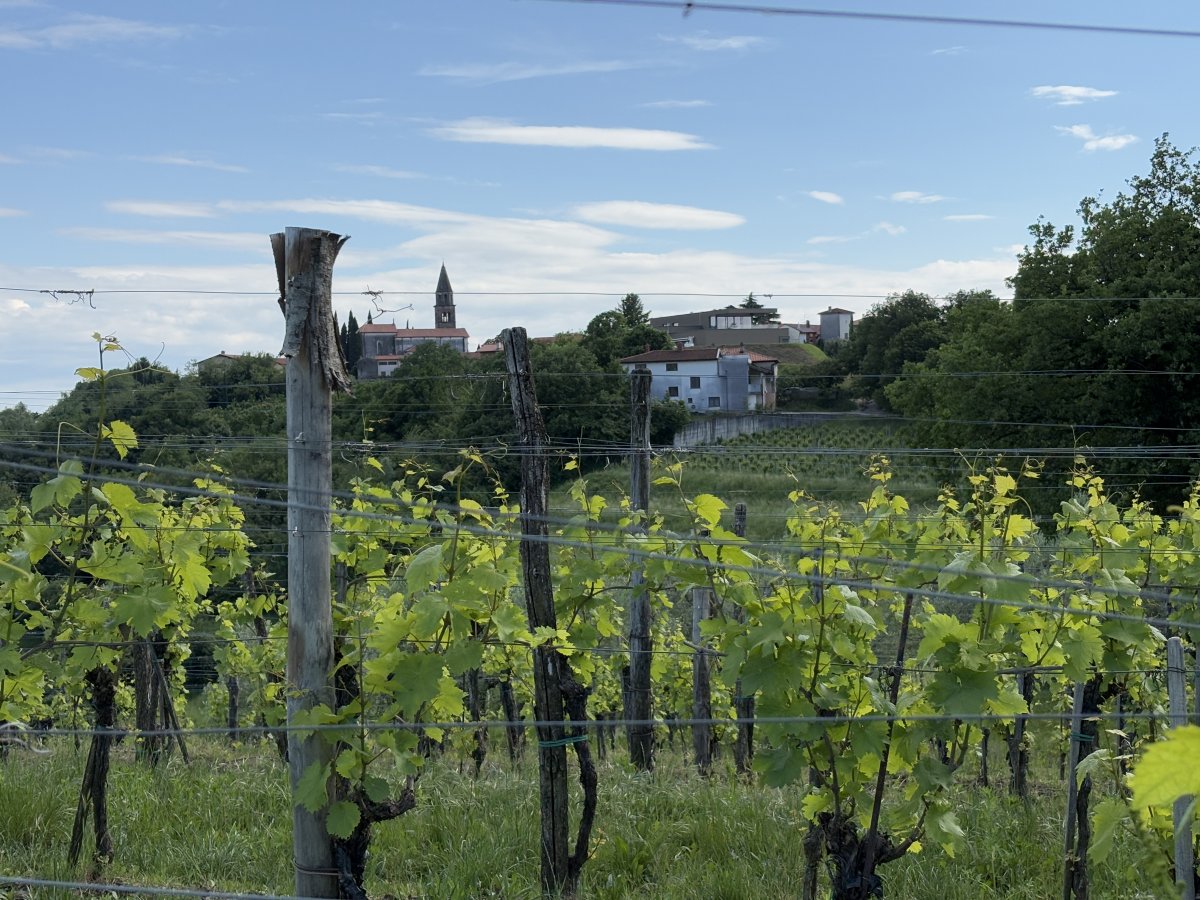 Brda.. Vineyard view back towards Dobrovo.. Brda.. Vineyard view back towards Dobrovo..