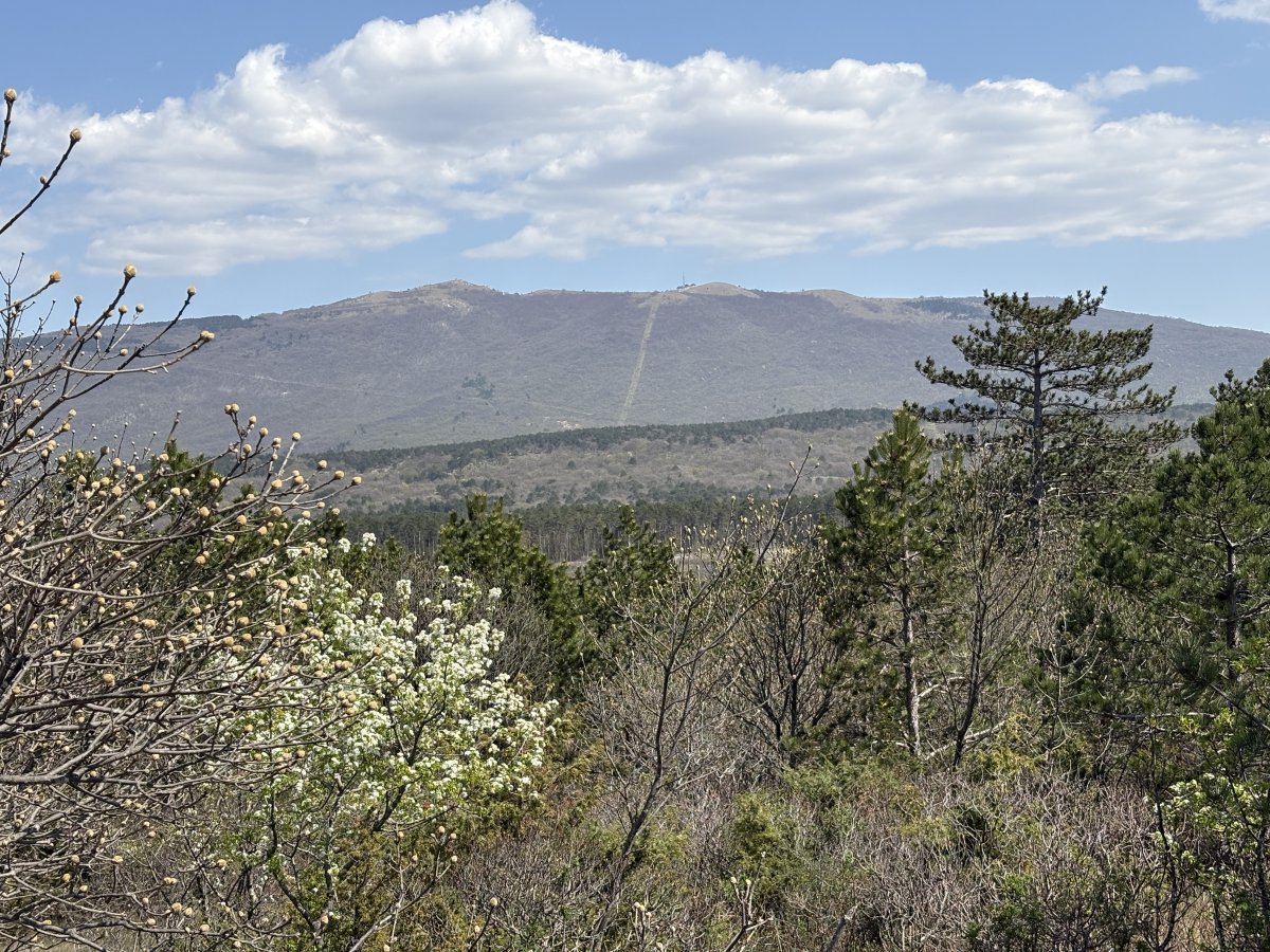 That is Slavnik Hill, another epic hike included in our SECRET PLACES TO VISIT section, looking inland from the cliff path.. That is Slavnik Hill, another epic hike included in our SECRET PLACES TO VISIT section, looking inland from the cliff path..