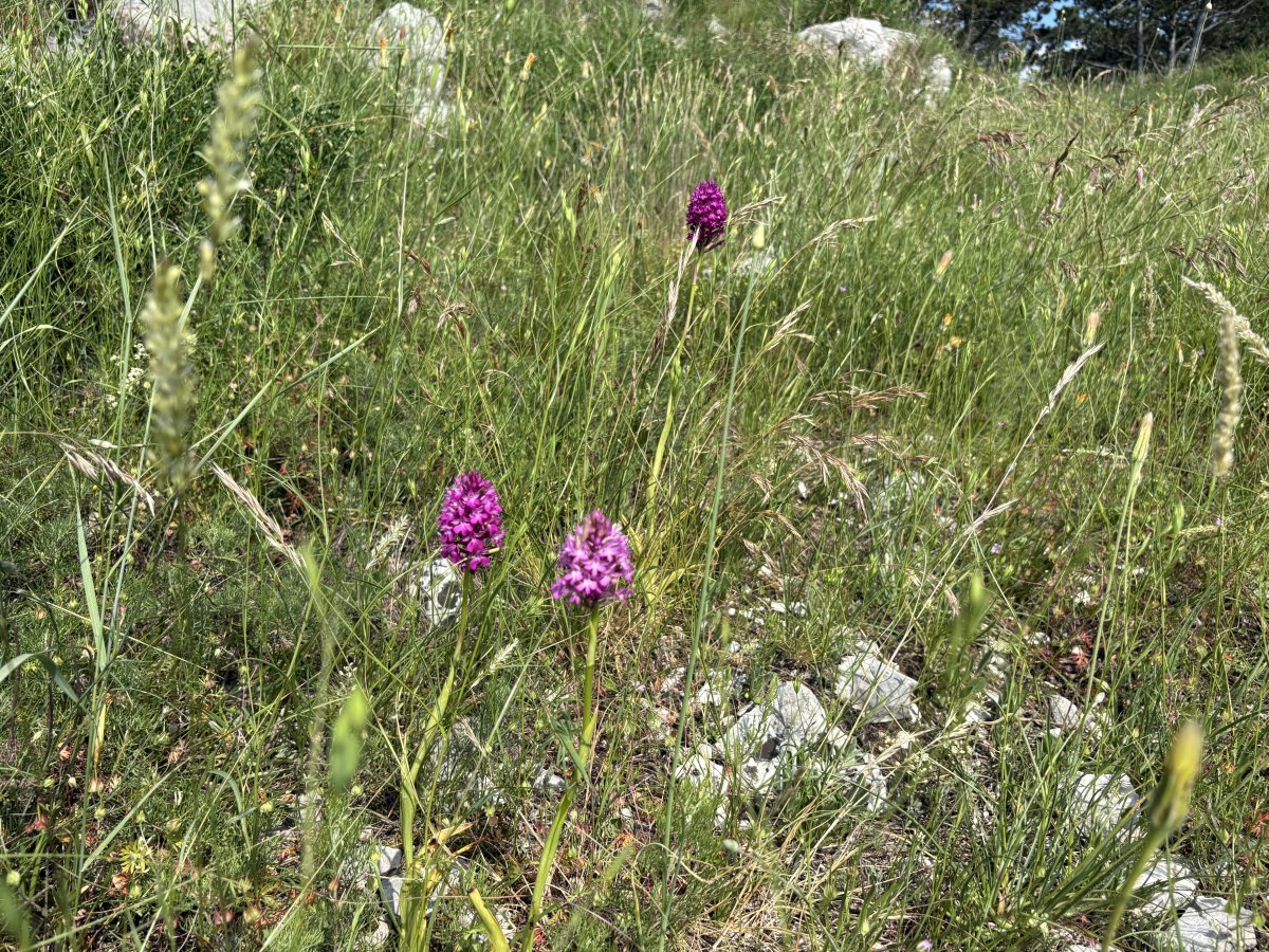 Orchids growing on the top edge of the cliff.. Orchids growing on the top edge of the cliff..