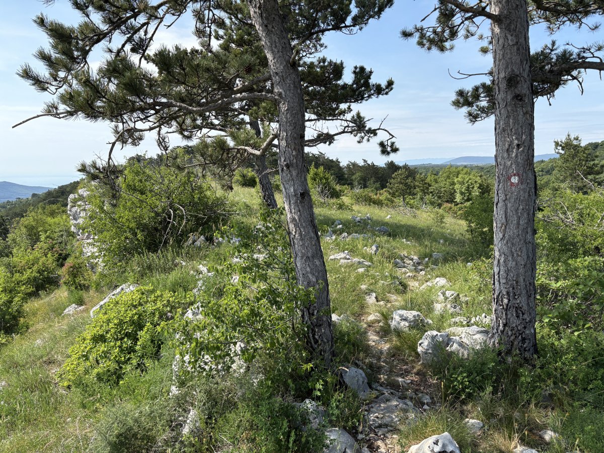 This is where the Karst stops and the pine trees up here on the cliff are smaller than further inland.. This is where the Karst stops and the pine trees up here on the cliff are smaller than further inland..