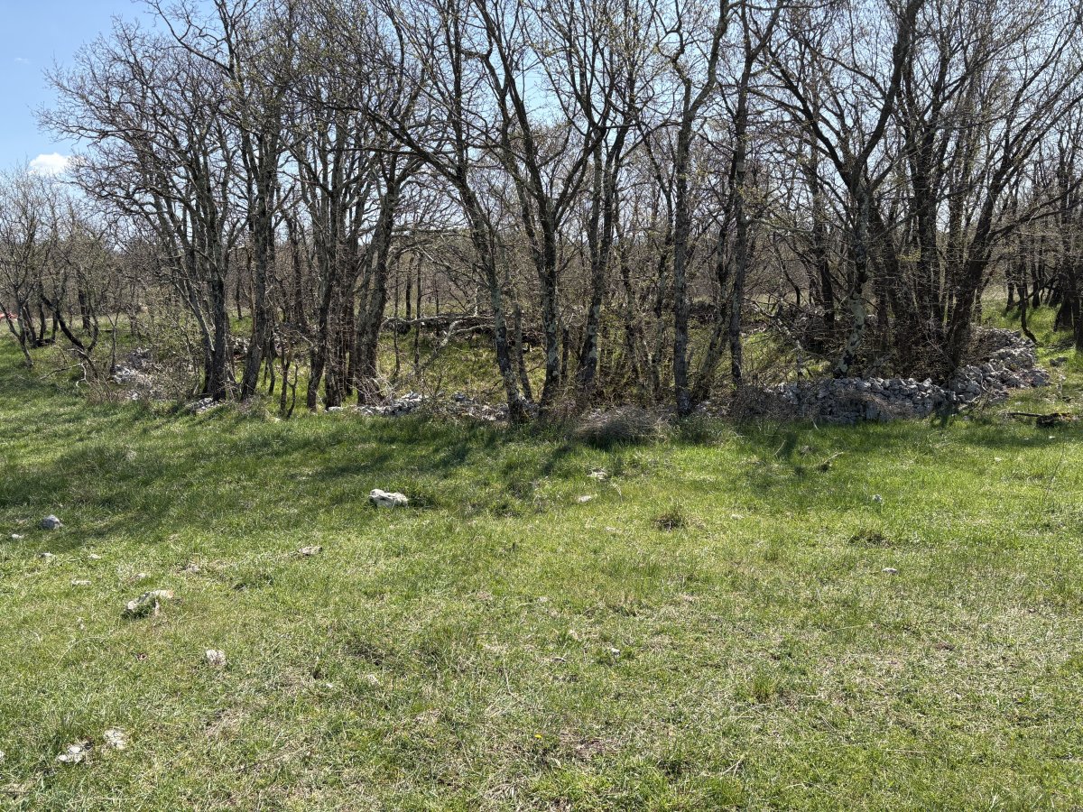 A magic fairy ring built with Karst stone around a little copse of trees on the way to the cliff.. A magic fairy ring built with Karst stone around a little copse of trees on the way to the cliff..