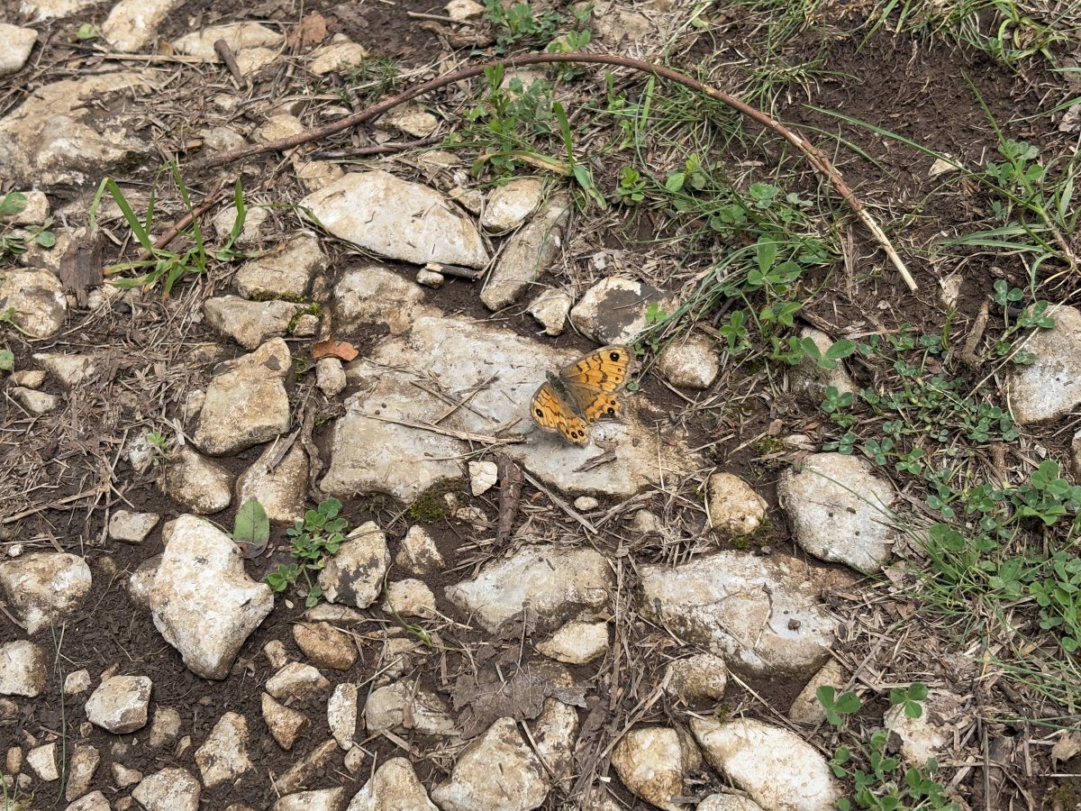 Couldn't believe how many butterflies just posed for a photo along here.. Couldn't believe how many butterflies just posed for a photo along here..