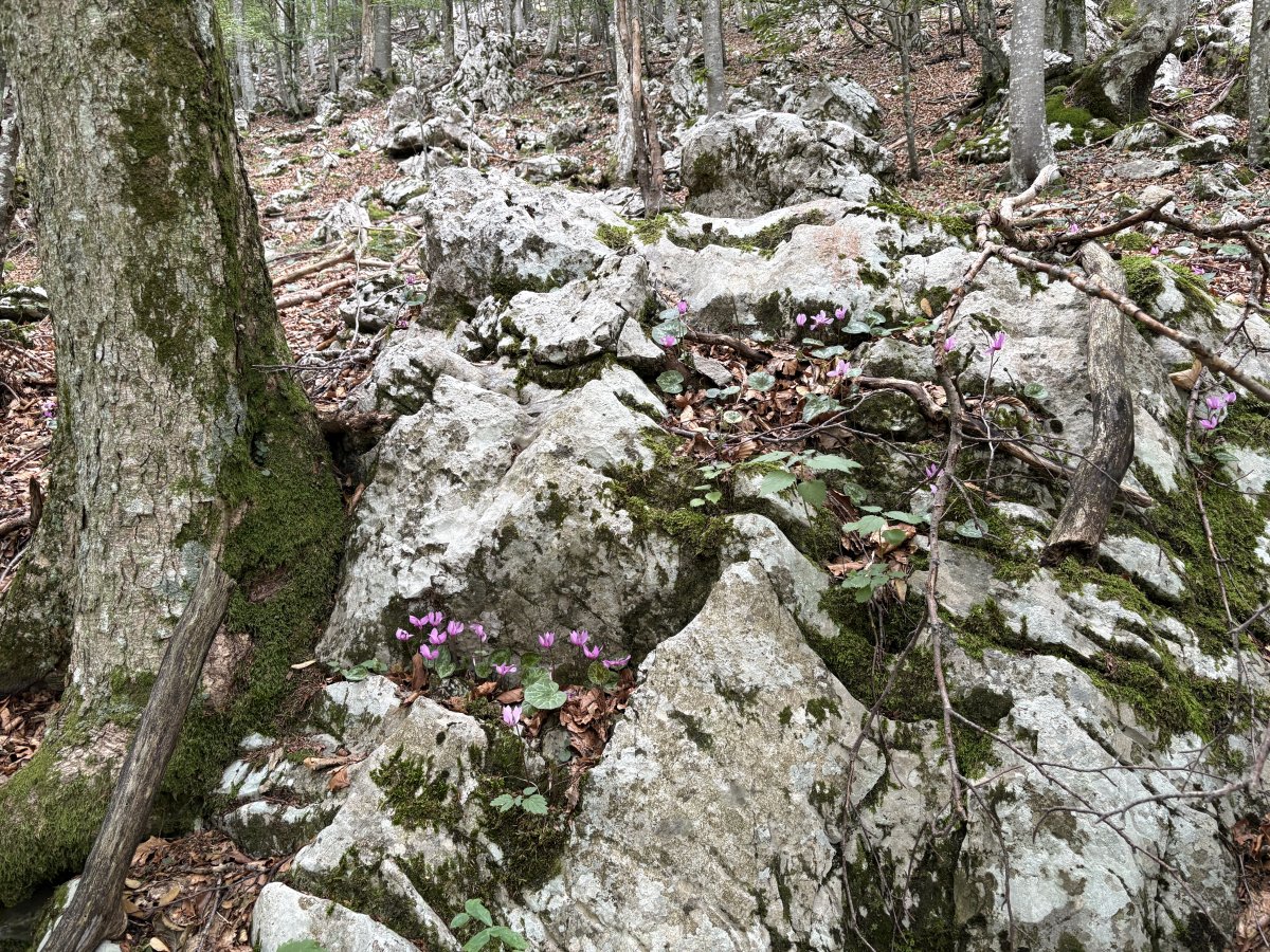 Typical Karst rock formation hugging trees and pretty flowers popping out of the cracks.. Typical Karst rock formation hugging trees and pretty flowers popping out of the cracks..