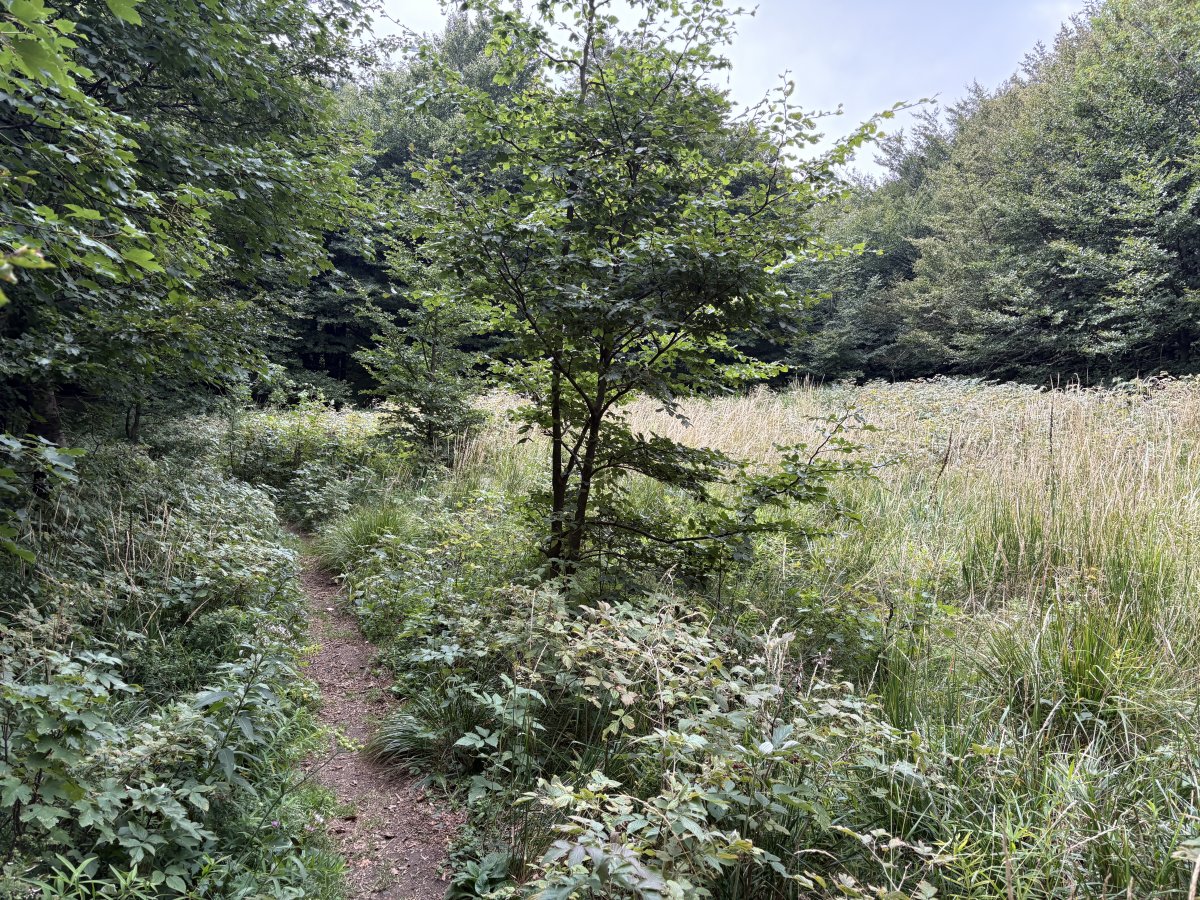 You would not believe that this big, flat forest meadow is right on the top of Nanos, about 1,200m up.. You would not believe that this big, flat forest meadow is right on the top of Nanos, about 1,200m up..