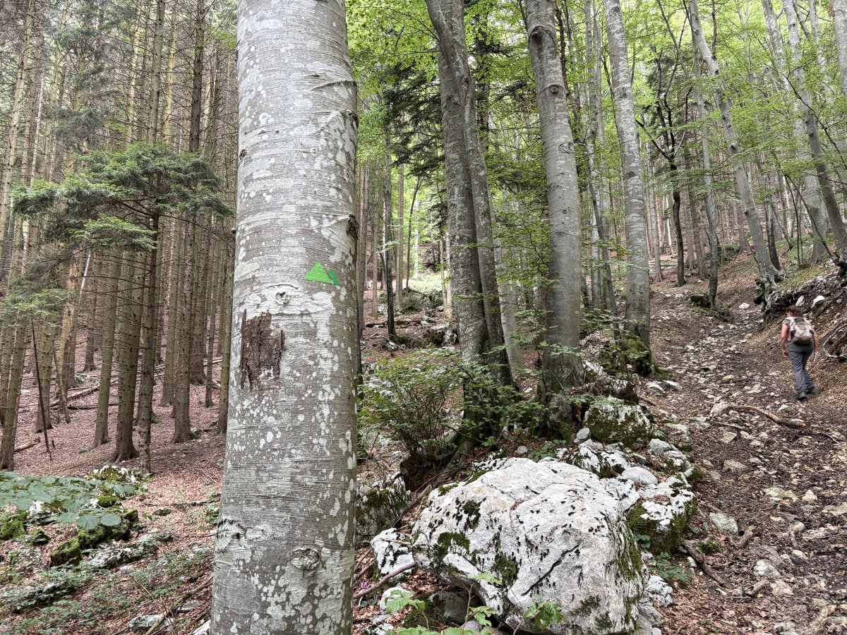 There are various markers along the way, all are good and these green triangles are for the Alpe Adria path.. There are various markers along the way, all are good and these green triangles are for the Alpe Adria path..