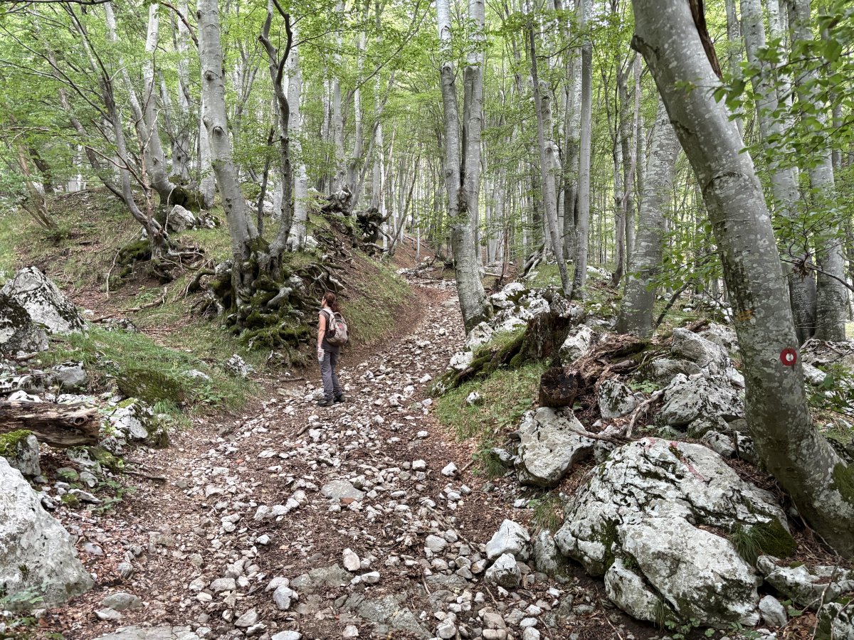 It is so beautiful on Nanos with an intense synergy of white Karst rock and Green forest.. It is so beautiful on Nanos with an intense synergy of white Karst rock and Green forest..