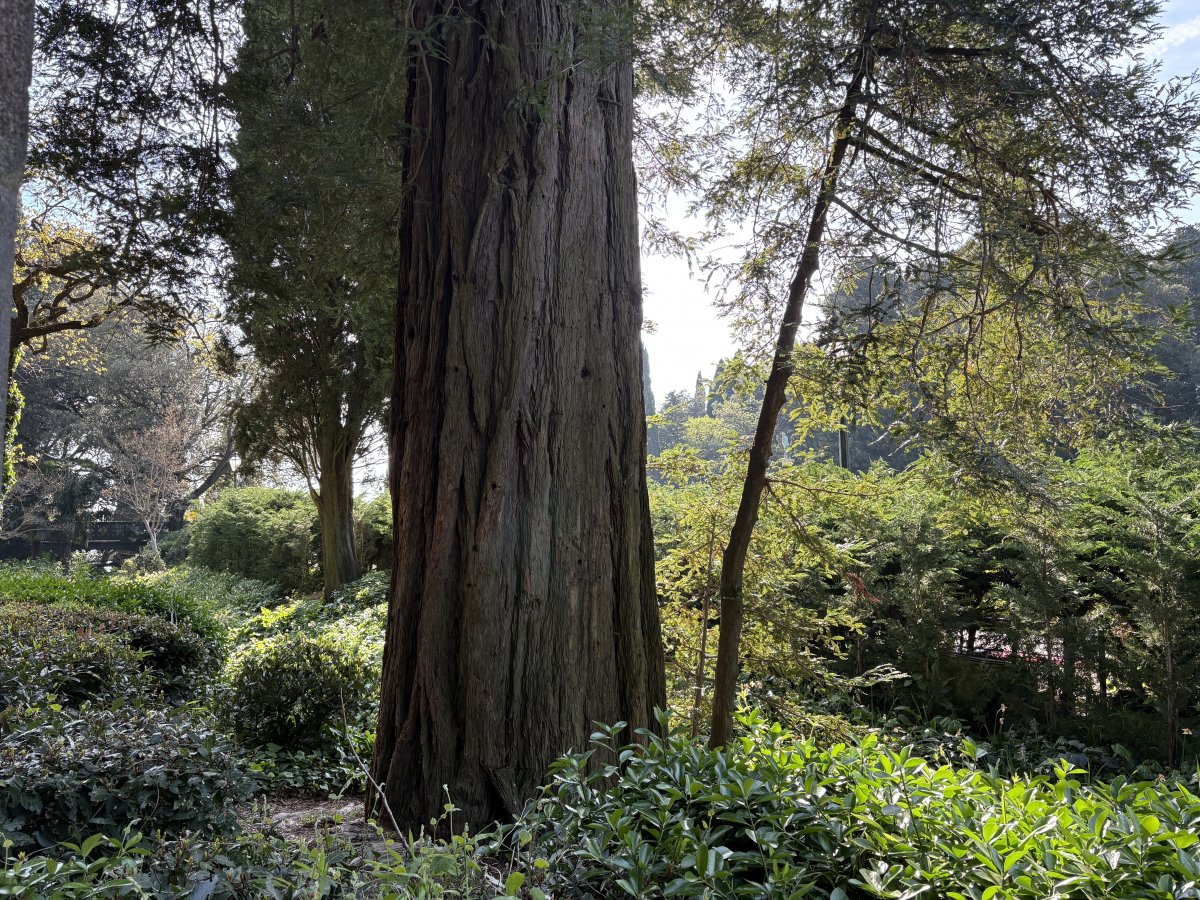 Lieterally one of the highlights in the garden is this 30m tall Giant Sequoia tree, what a beauty.. Lieterally one of the highlights in the garden is this 30m tall Giant Sequoia tree, what a beauty..