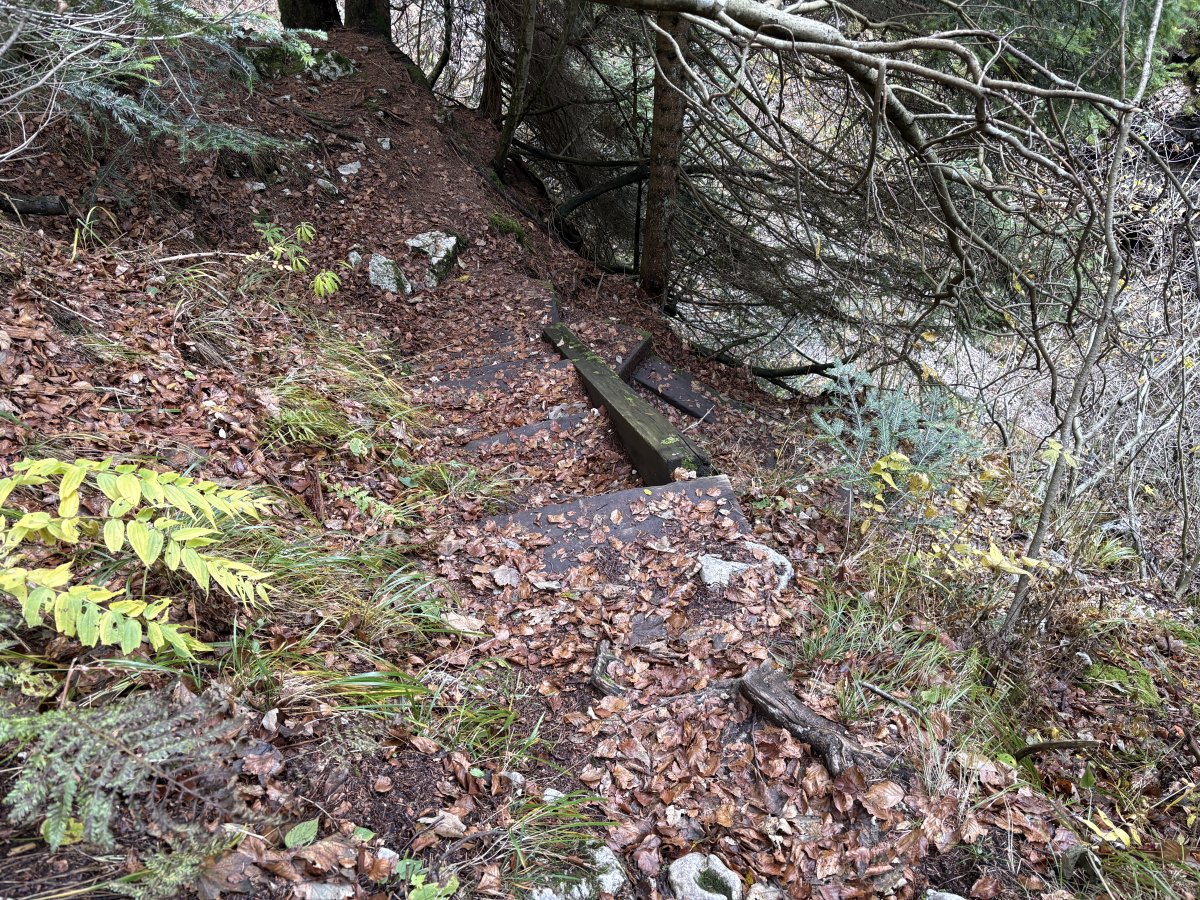 Slippy forest steps down.. Slippy forest steps down..