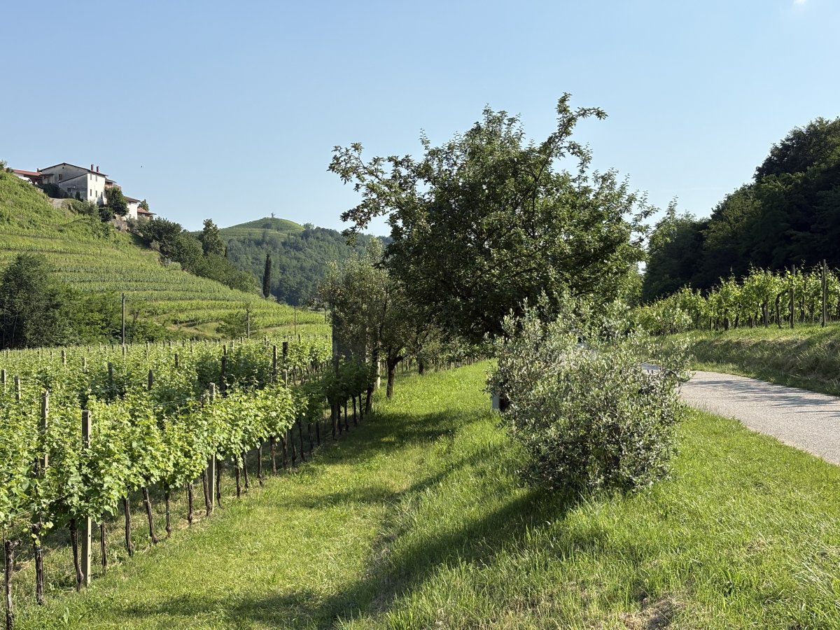Driving around the BRDA wine region.. Driving around the BRDA wine region..