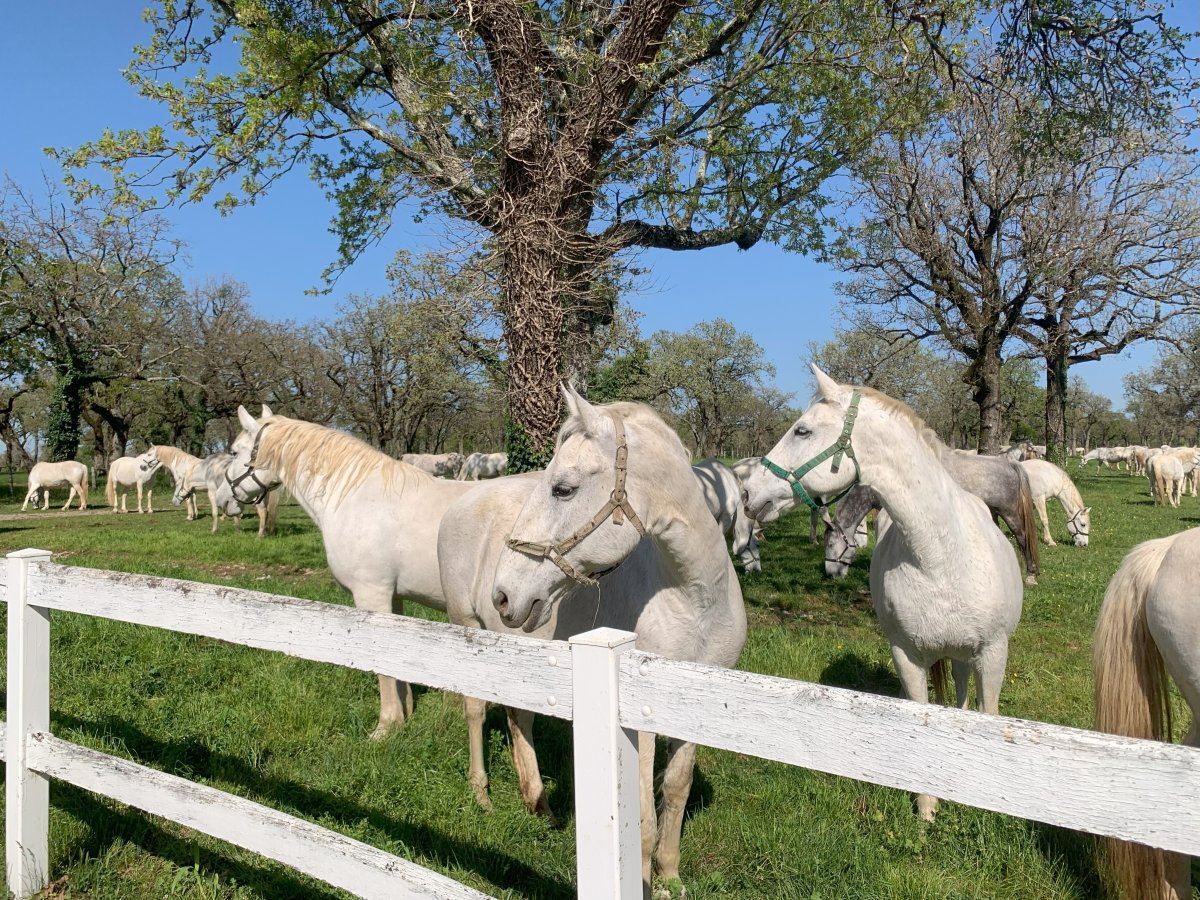 There is nothing like seeing dozens of Lipizzaners grazing in the vast park they were created in hundreds of years ago.. There is nothing like seeing dozens of Lipizzaners grazing in the vast park they were created in hundreds of years ago..