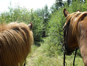 horse cam in slovenia