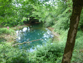 the forest around rakov skocjan in green slovenia
