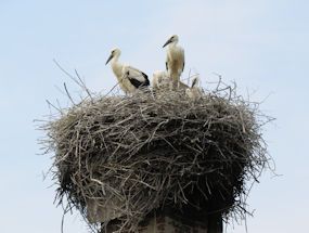 pelicans roost on top of chimney in slovenia