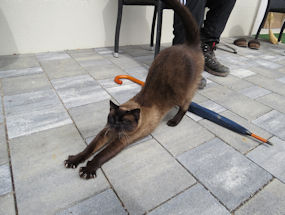 relaxed cat