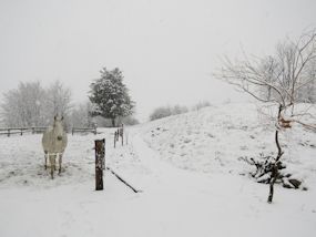 play spot the lipizzaner in the snow at lipizaner lodge!