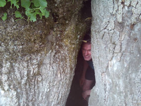 inside a hollow tree