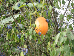enourmous pumpkin in plum tree