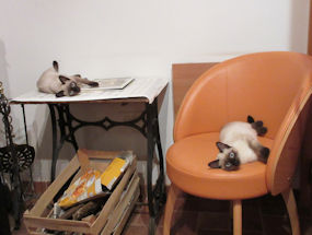 new moglets at the lodge