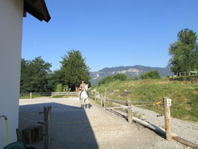 lipizzaners at lipizzaner lodge