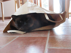 jason the cat hiding in a bag