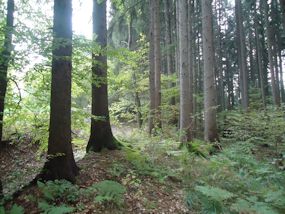 lots of forest paths in green slovenia