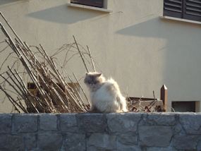 the owl and the pussycat in slovenia