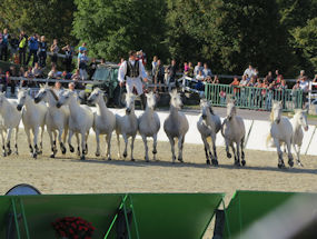horse surfing at lipica stud in slovenia