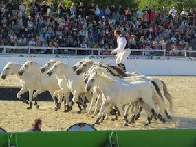 horse shows at lipica in green slovenia