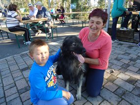 karst sheepdog native of slovenia