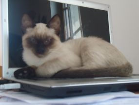 cute cat sits on computer