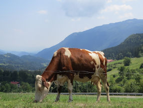milka cow visits slovenia