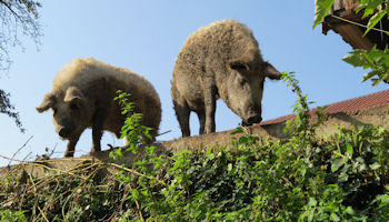 pigs in village in slovenia