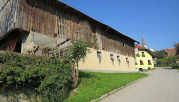 pigs in slovenia
