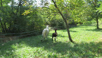 lipizzaners running around at lipizzaner lodge in slovenia
