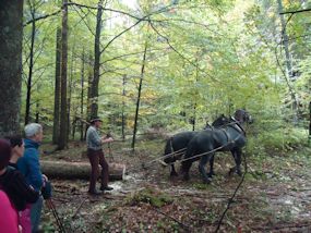 collecting timber in the slovenian forest