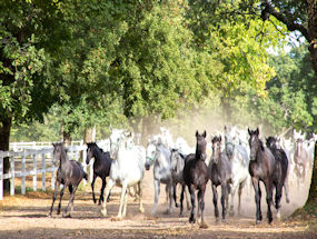 see lipizzaners in slovenia