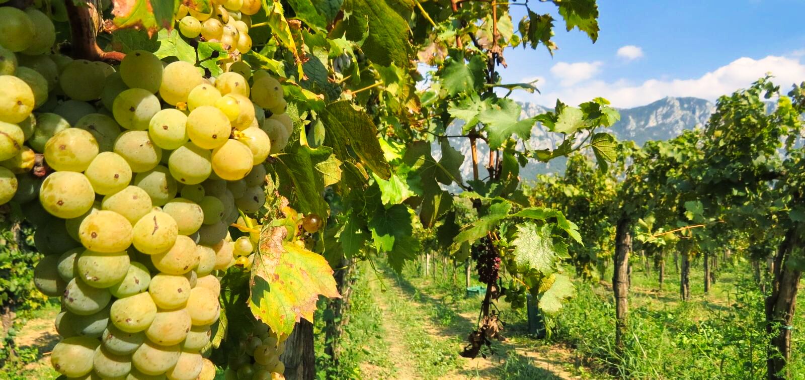 26 - wine_vipava